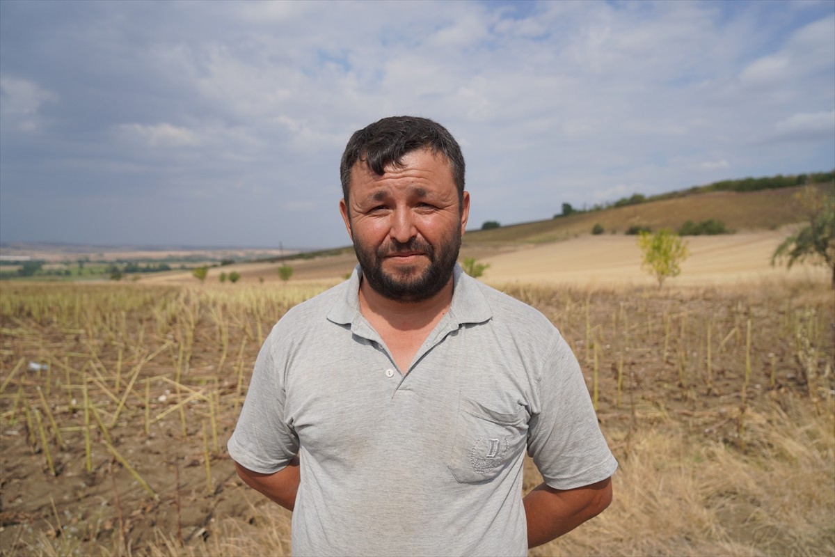 Türkiye'nin önemli ayçiçeği üretim merkezlerinden Edirne’de ayçiçeği hasadı devam...