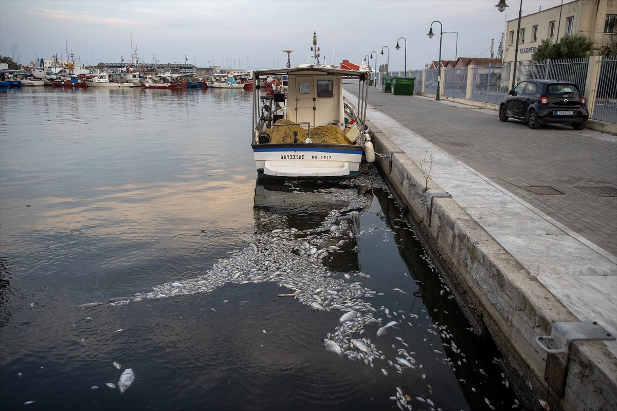 Yunanistan'ın orta kesiminde bulunan Volos kentinde 27 Ağustos'ta binlerce ölü balığın deniz...