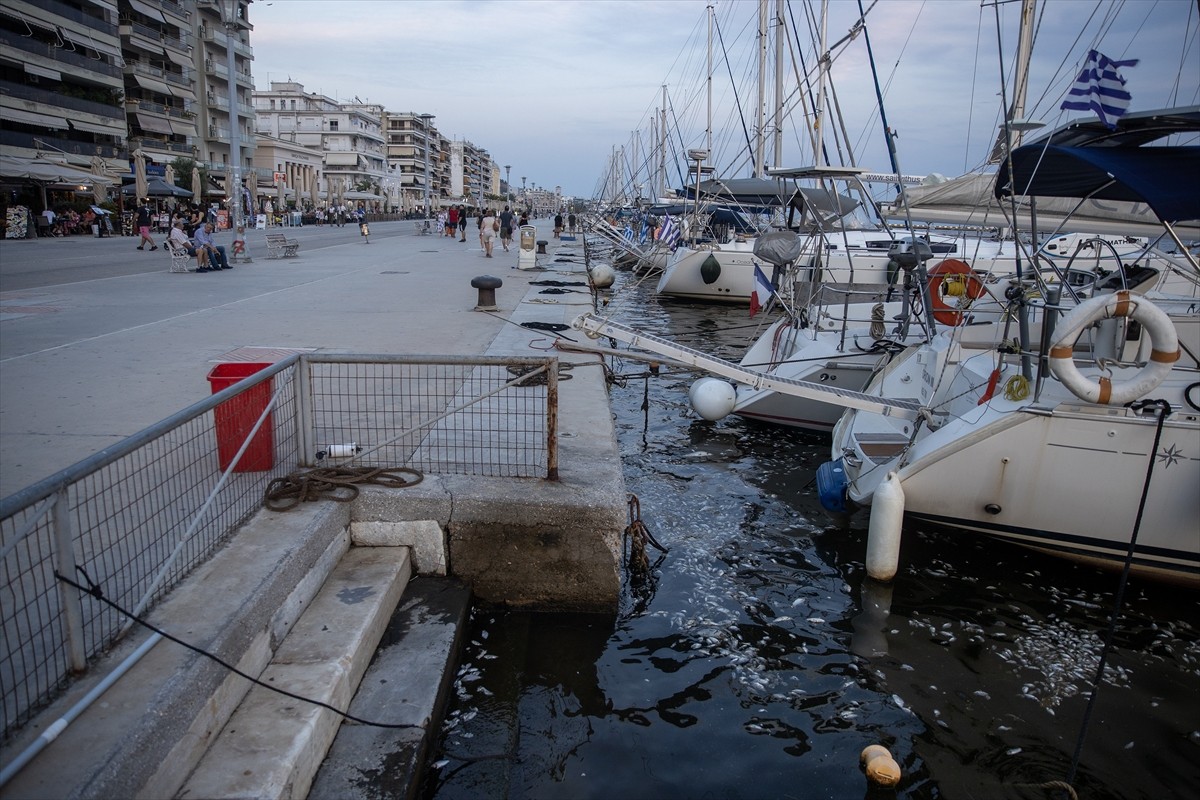 Yunanistan'ın orta kesiminde bulunan Volos kentinde 27 Ağustos'ta binlerce ölü balığın deniz...