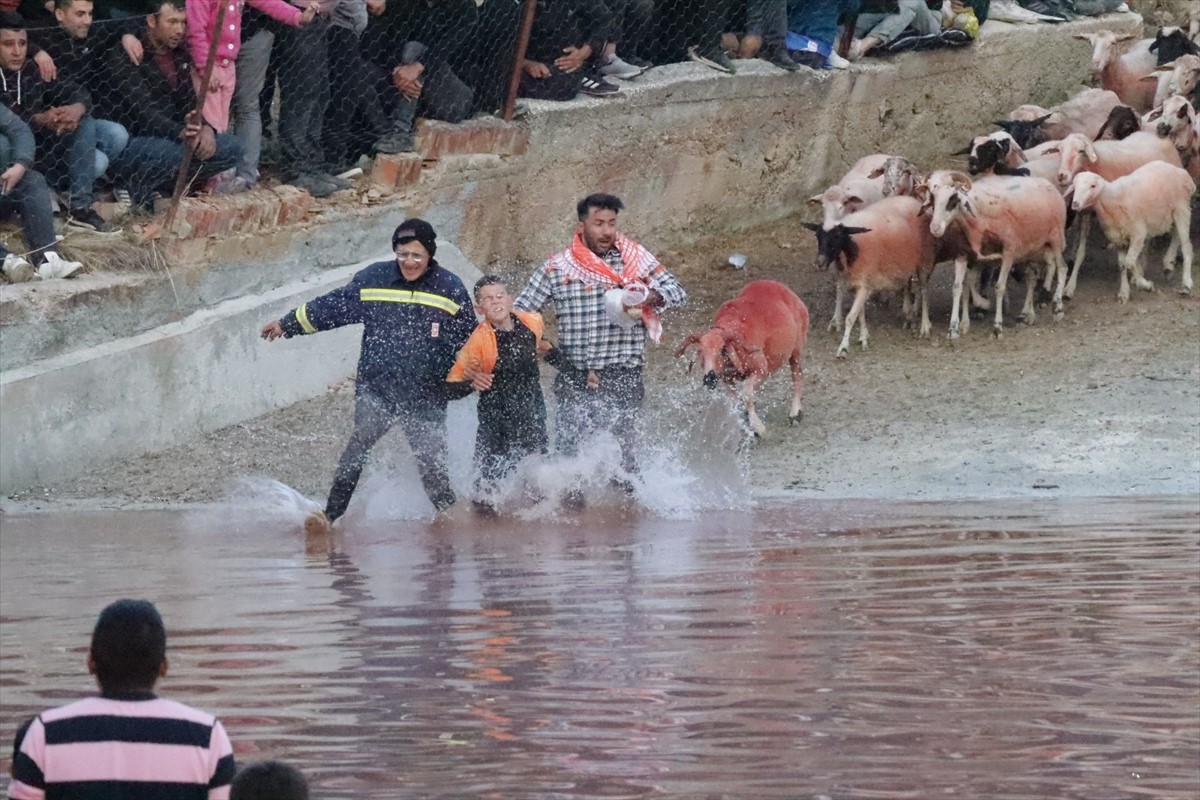 Burdur'un Tefenni ilçesinde 7 asrı aşan sudan koyun geçirme geleneği sürdürülüyor. "Yünüm Böğet"...