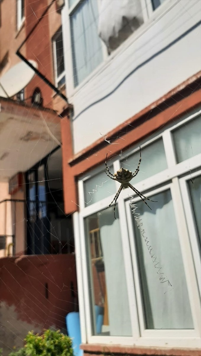 Karabük'te zehirli örümceklerden "argiope lobata" türüne rastlandı.