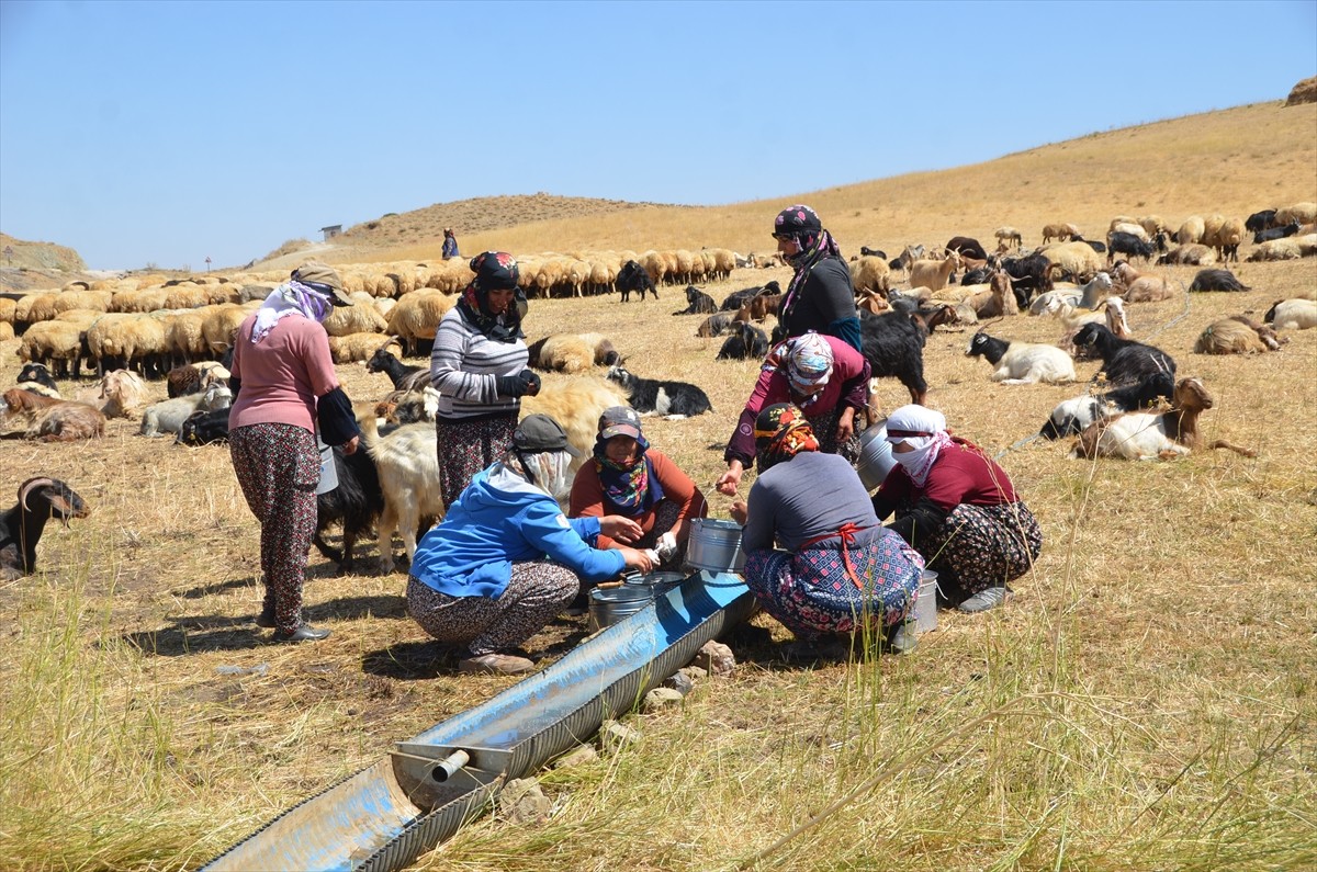 Hakkari'nin Yüksekova ilçesinde berivanlar, günün ilk ışıklarıyla gittikleri yaylalarda, eşlerinin...