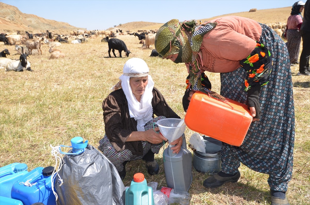 Hakkari'nin Yüksekova ilçesinde berivanlar, günün ilk ışıklarıyla gittikleri yaylalarda, eşlerinin...