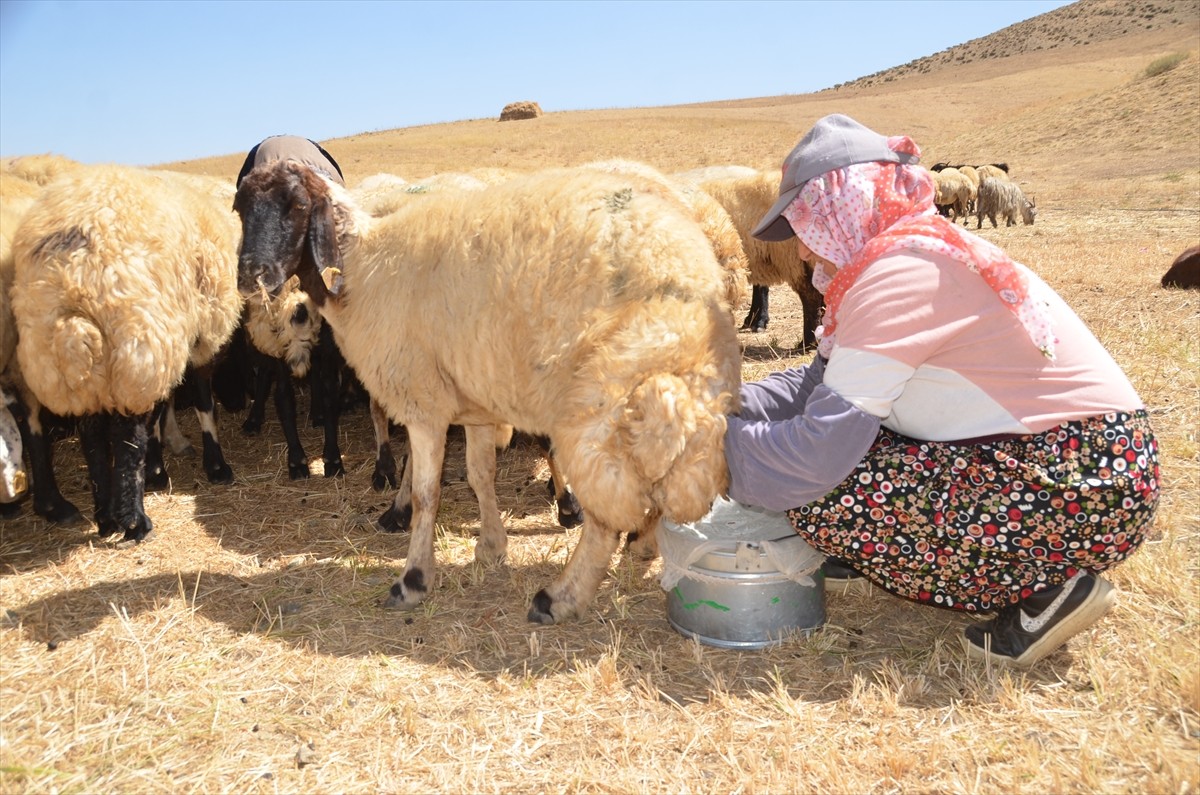 Hakkari'nin Yüksekova ilçesinde berivanlar, günün ilk ışıklarıyla gittikleri yaylalarda, eşlerinin...