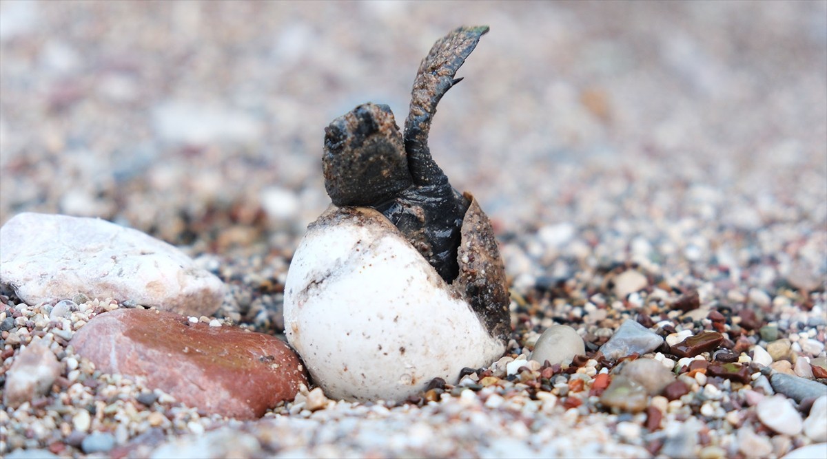 Antalya'nın Kemer ilçesindeki Çıralı sahilinde 180 yuvadan çıkan yaklaşık 4 bin caretta caretta...