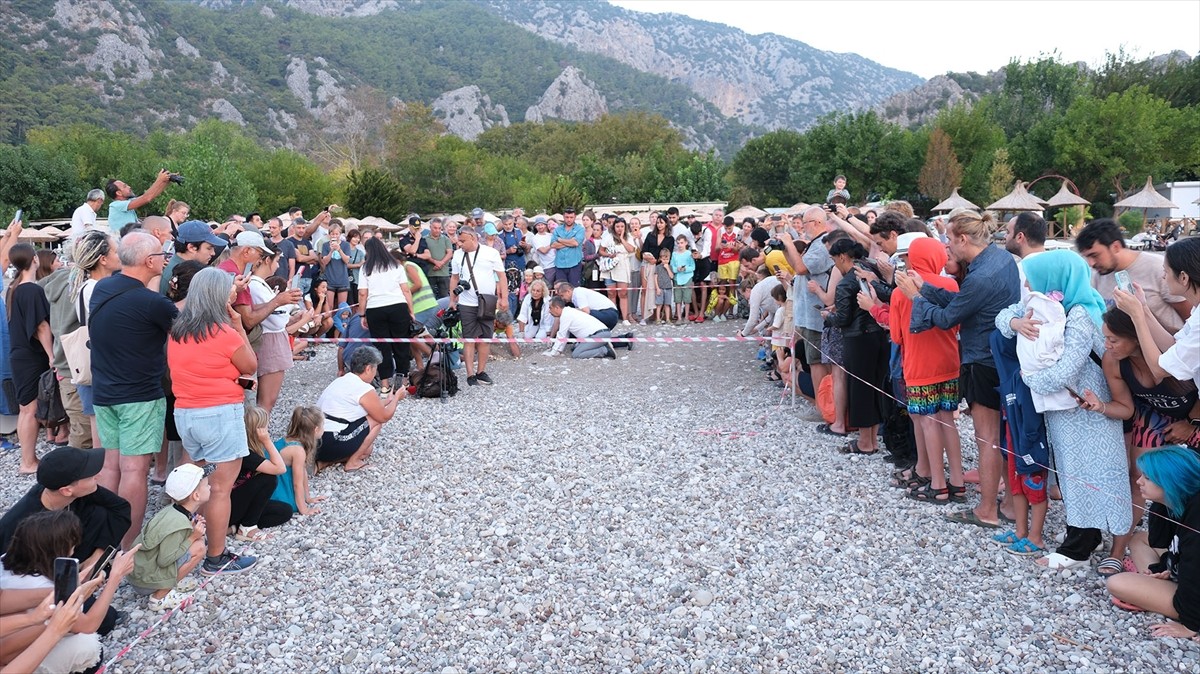 Antalya'nın Kemer ilçesindeki Çıralı sahilinde 180 yuvadan çıkan yaklaşık 4 bin caretta caretta...