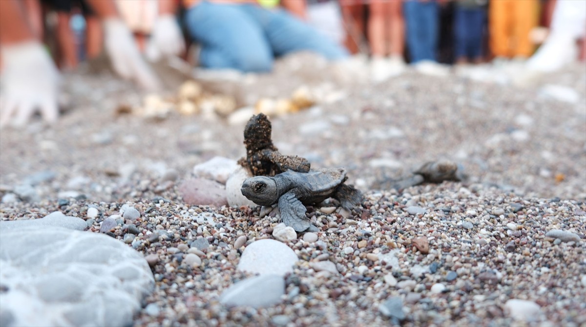 Antalya'nın Kemer ilçesindeki Çıralı sahilinde 180 yuvadan çıkan yaklaşık 4 bin caretta caretta...