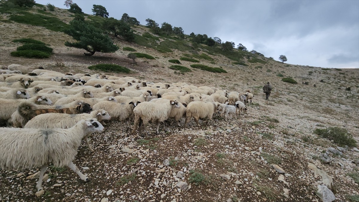 Amasya'nın Suluova ilçesinde yaz aylarını hayvanlarını götürdükleri yüksek ve serin yaylalarda...