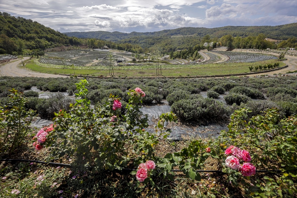 Bosna Hersek'in Visoko kenti yakınlarında bir park, Vincent van Gogh'un "Yıldızlı Gece" adlı...