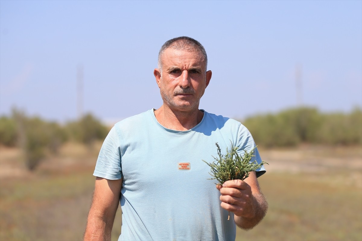 Antalya'nın Manavgat ilçesinde 25 yıldır bekçilik yaptığı 500 dönümlük arazide yıllık 3 ton deniz...