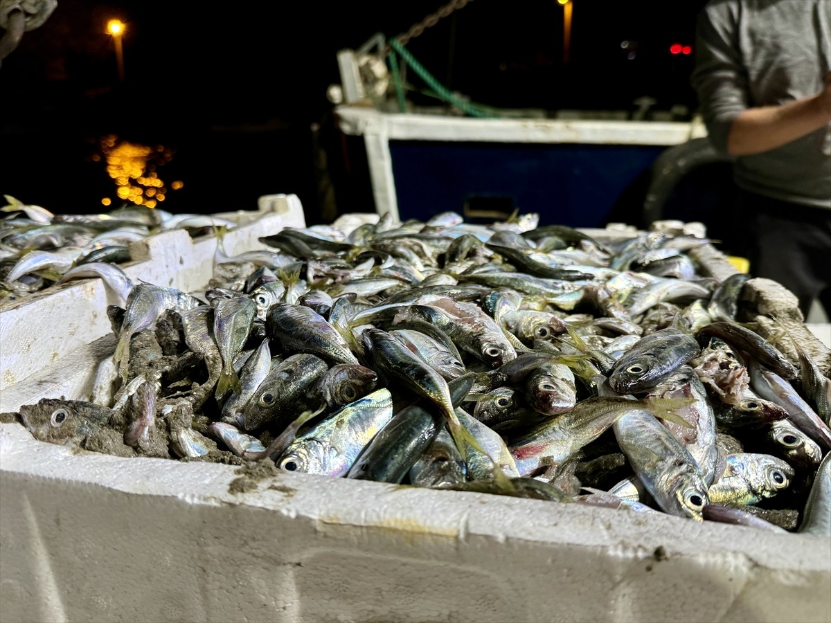 Sakarya'nın Kocaali ilçesinde denize açılan balıkçılar, 10 ton istavrit avladı.