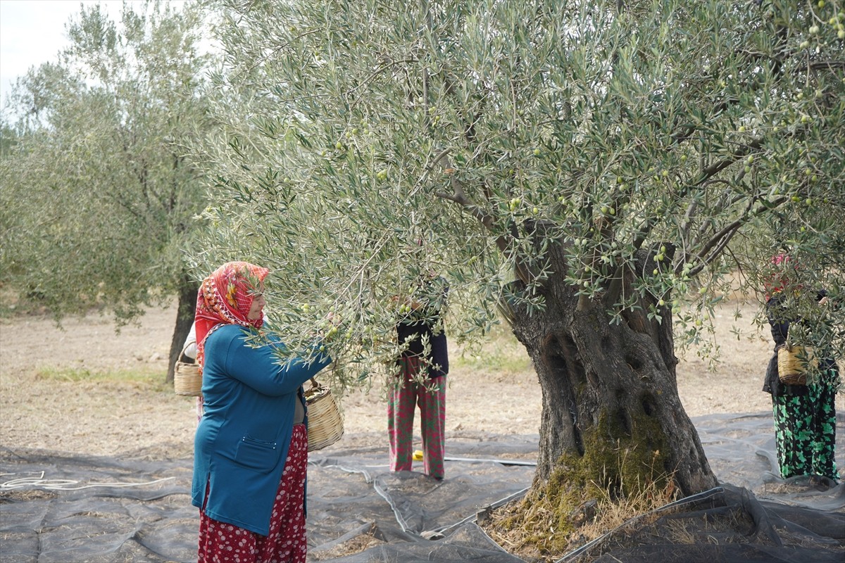 Türkiye'nin önemli zeytin üretim merkezlerinden, zeytinyağıyla coğrafi işarete sahip Balıkesir'in...