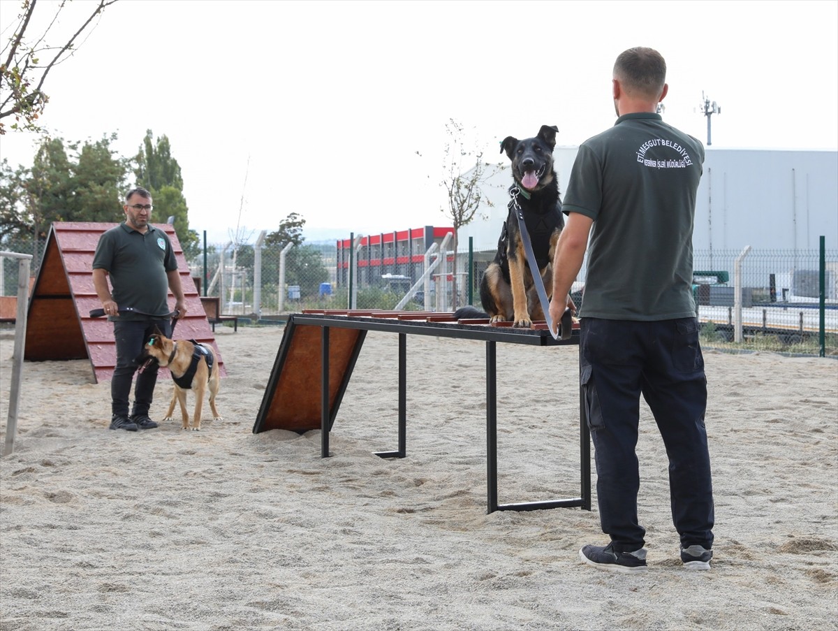 Etimesgut Belediye Başkanı Erdal Beşikçioğlu (sağda), eğitimleri tamamlanan sahipsiz köpeklerden...