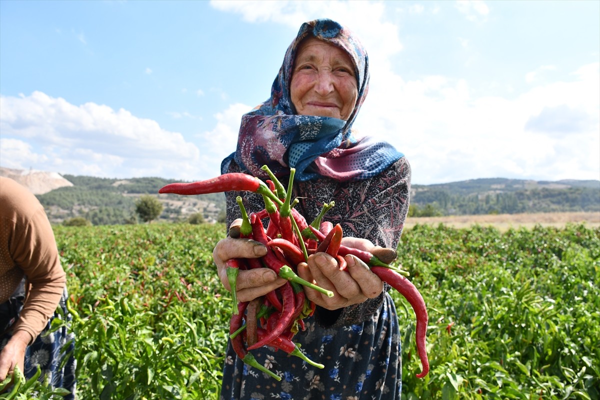 Bilecik'in merkeze bağlı Çukurören köyünde yetiştirilen ve 4 yıl önce coğrafi işaretle tescillenen...