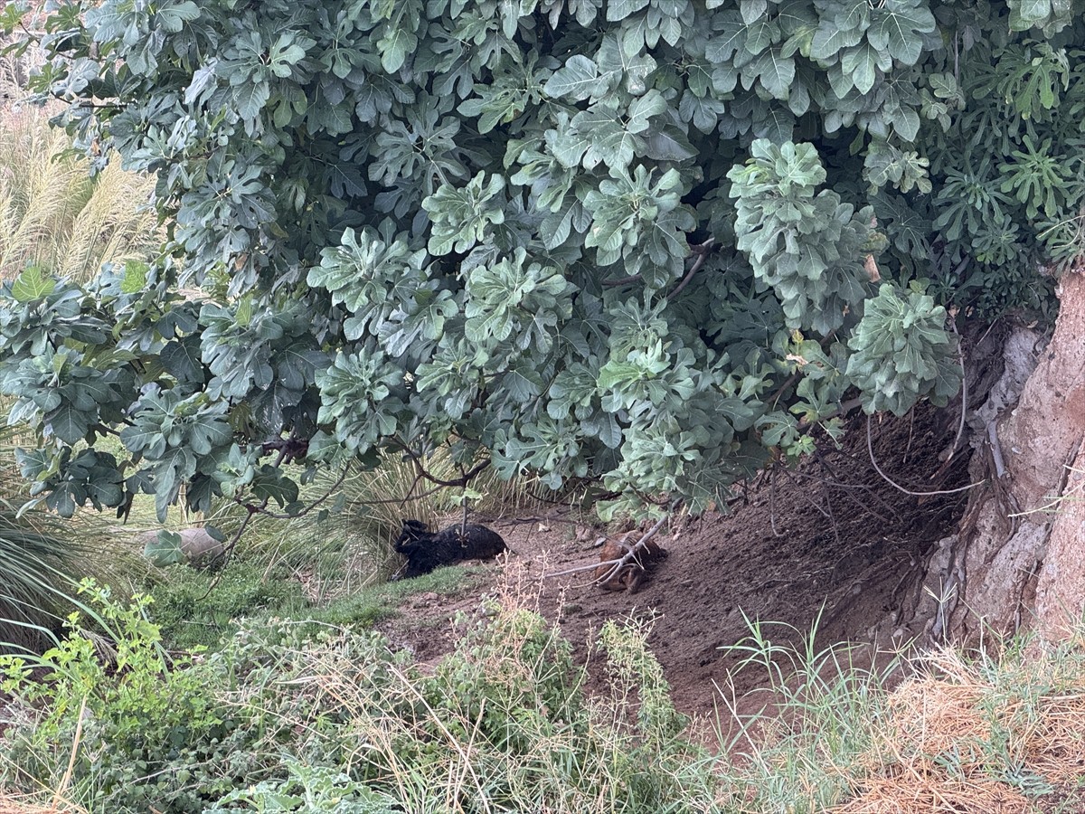 Kahramanmaraş'ın Onikişubat ilçesinde hayvan otlatan çoban, yıldırım isabet etmesi sonucu hayatını...