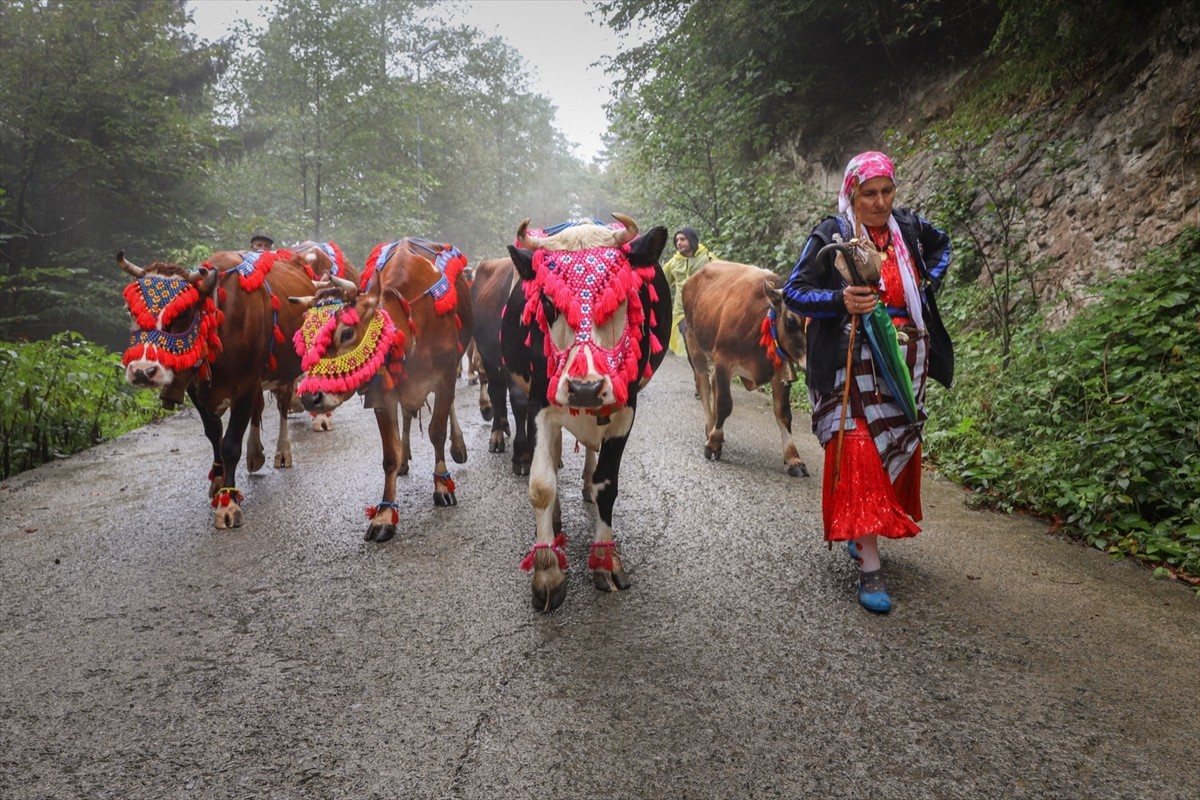 Doğu Karadeniz'de yaz başında küçükbaş ve büyükbaş hayvanlarıyla yaylalara çıkan vatandaşlar...