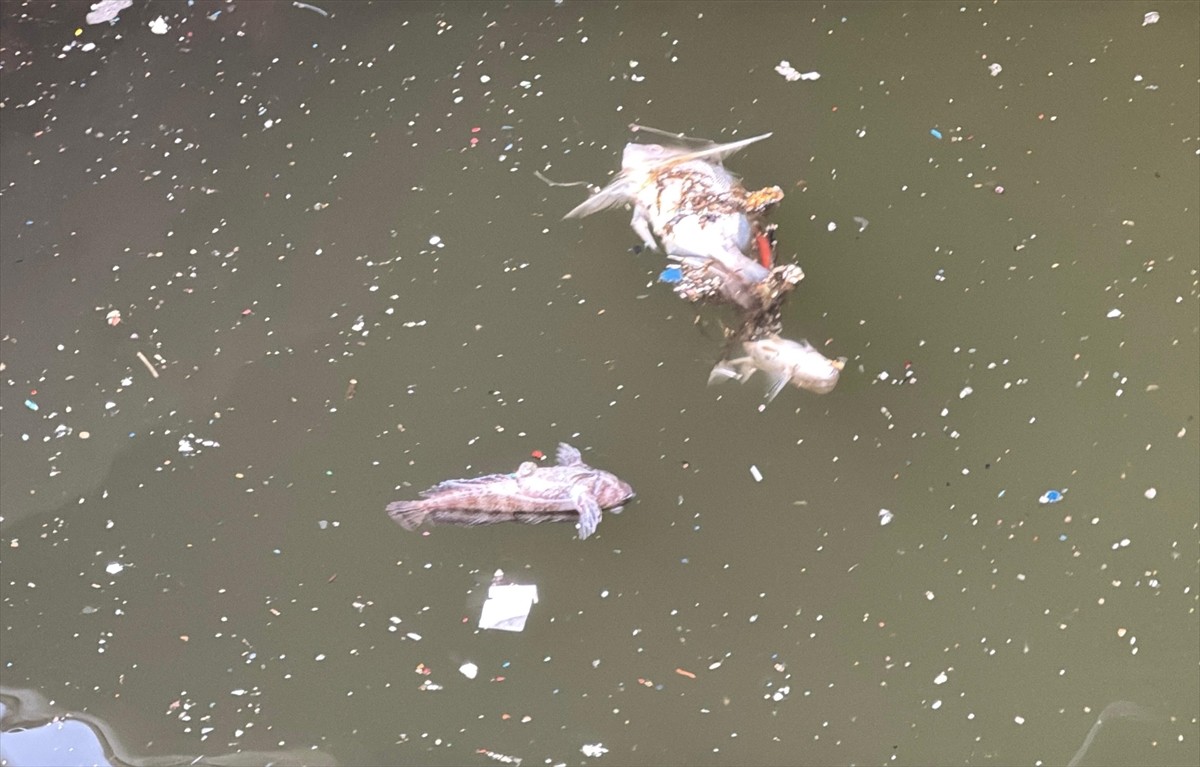 İzmir Körfezi'nde kötü koku ve balık ölümleri devam ediyor.