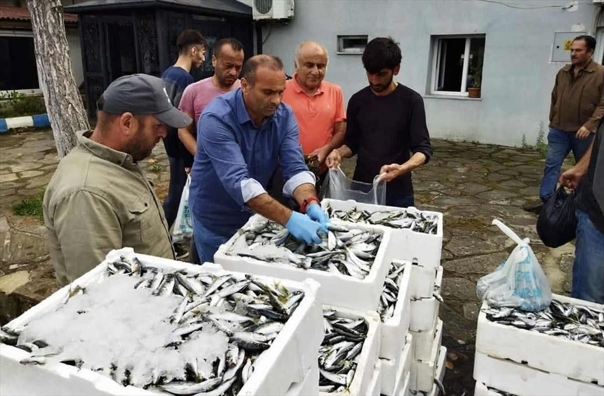 Sinop’un Ayancık ilçesinde kaçak yolla avlandığı tespit edilen balıklar, ücretsiz olarak...