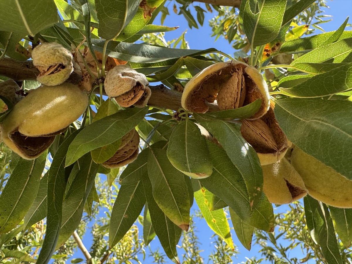 Elazığ'da yaklaşık 32 bin dekar alanda bulunan 472 bin ağaçta yetiştirilen bademin hasadına...