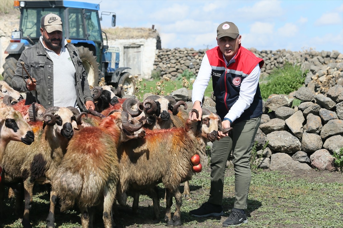 Kars'ta çeşitli renklerle boyanan koçların, boyun ve boynuzlarına takılan bereket sembolü...