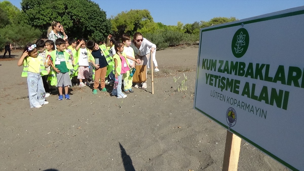 Mersin'in Erdemli ilçesinde koparılması yasak olan kum zambaklarının çiçeklendiği kumsalda...