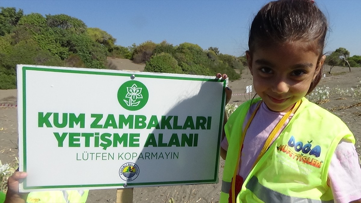 Mersin'in Erdemli ilçesinde koparılması yasak olan kum zambaklarının çiçeklendiği kumsalda...