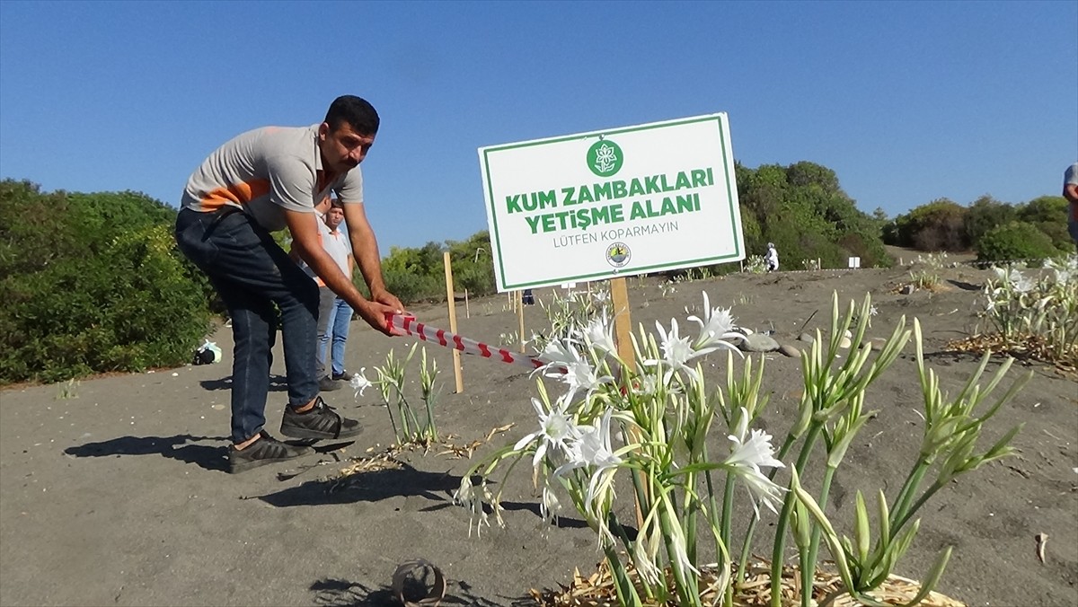 Mersin'in Erdemli ilçesinde koparılması yasak olan kum zambaklarının çiçeklendiği kumsalda...