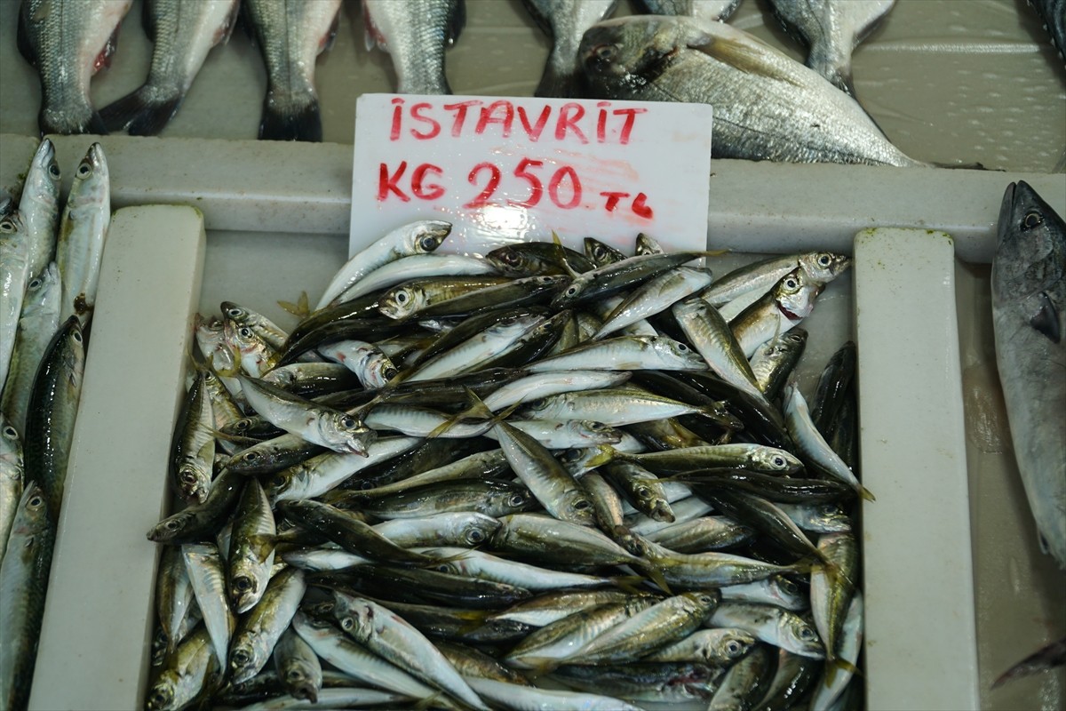 Tekirdağ'dan palamuttan sonra istavrit de tezgahları süslemeye başladı. Marmara Denizi'nde...