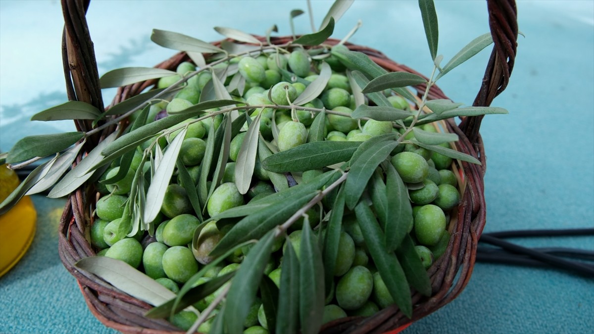 Mersin'de ilk kez organize edilen Mut Zeytin ve Zeytinyağı Festivali düzenlenen törenle başladı....