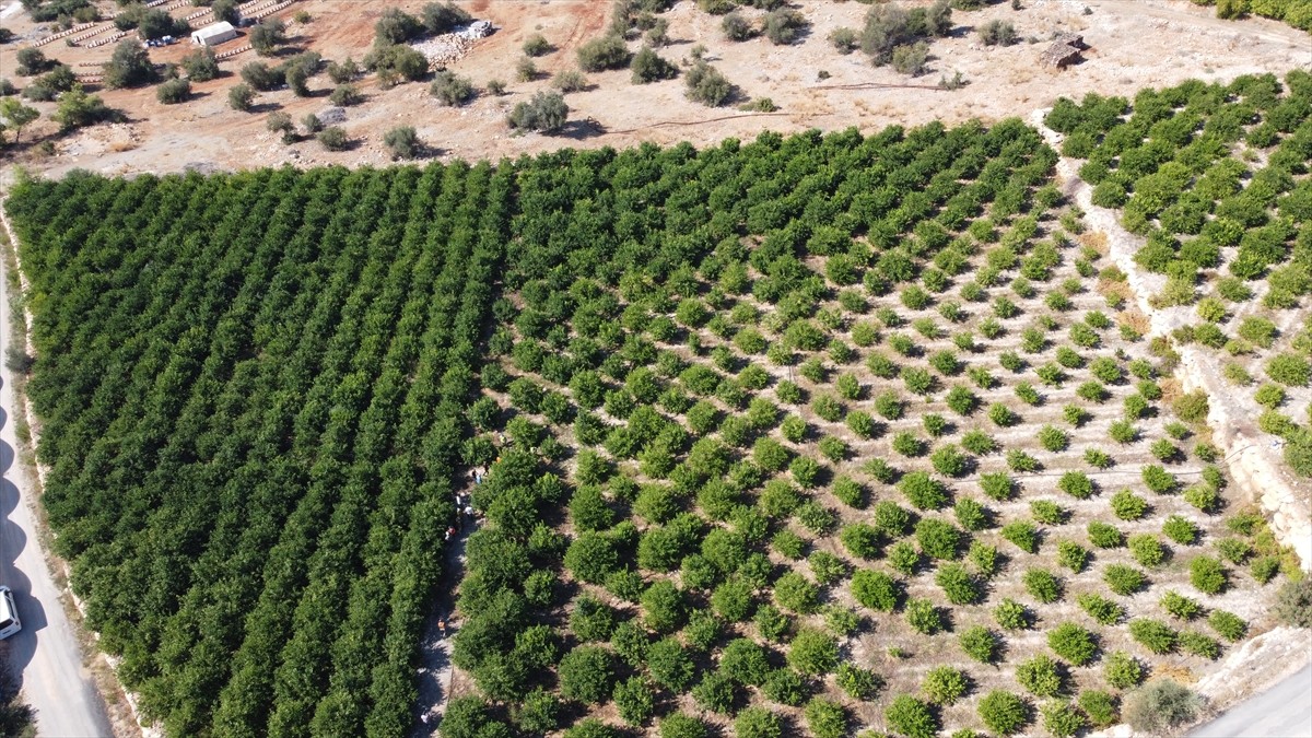 Mersin'in Erdemli ilçesinde erkenci tür limonun hasadına başlandı.