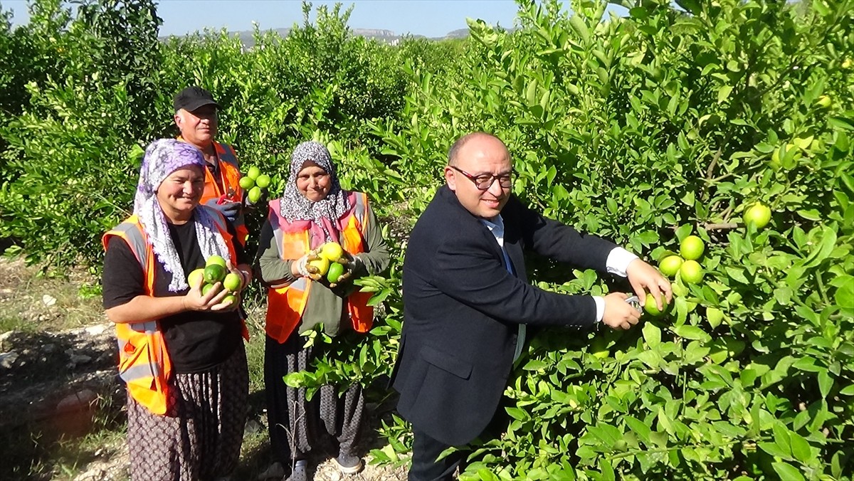 Mersin'in Erdemli ilçesinde erkenci tür limonun hasadına başlandı.