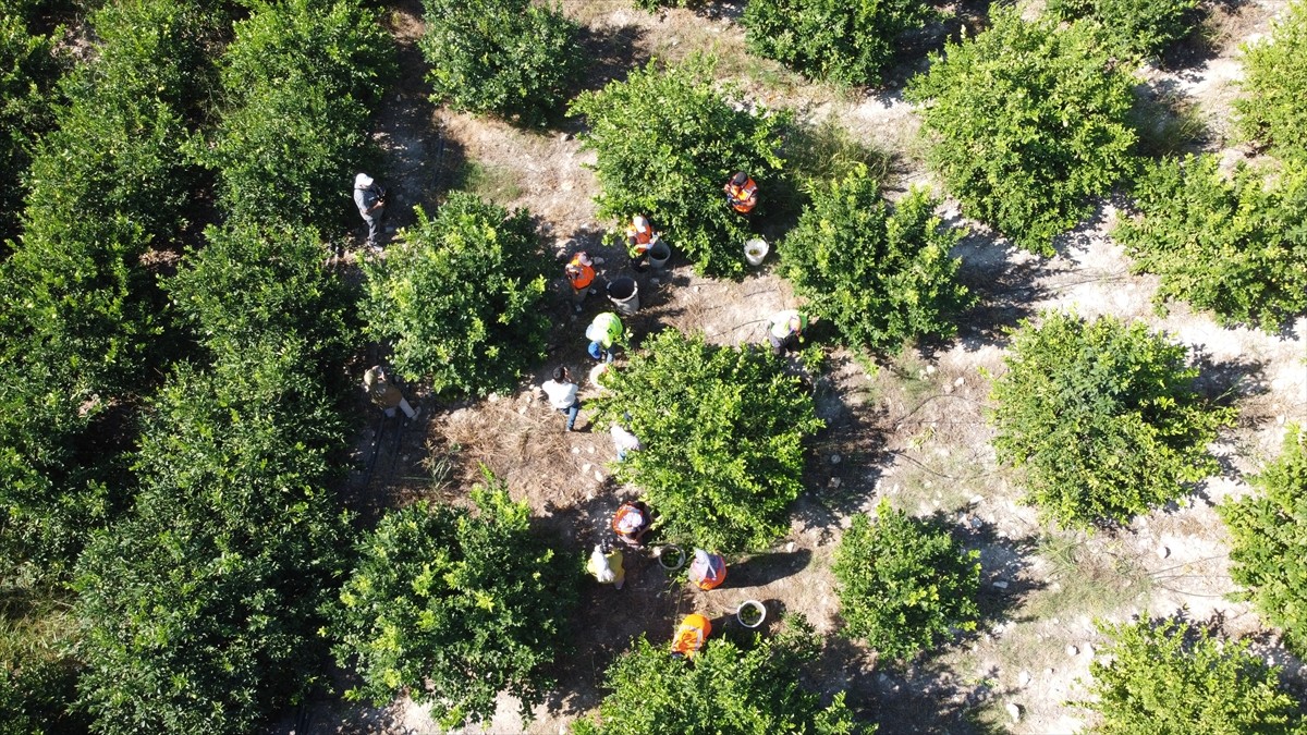 Mersin'in Erdemli ilçesinde erkenci tür limonun hasadına başlandı.