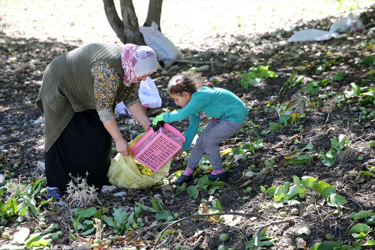 Muş'ta cevizin en çok yetiştirildiği köylerden Yücetepe'de, yaklaşık 5 bin ağaçta hasat başladı....