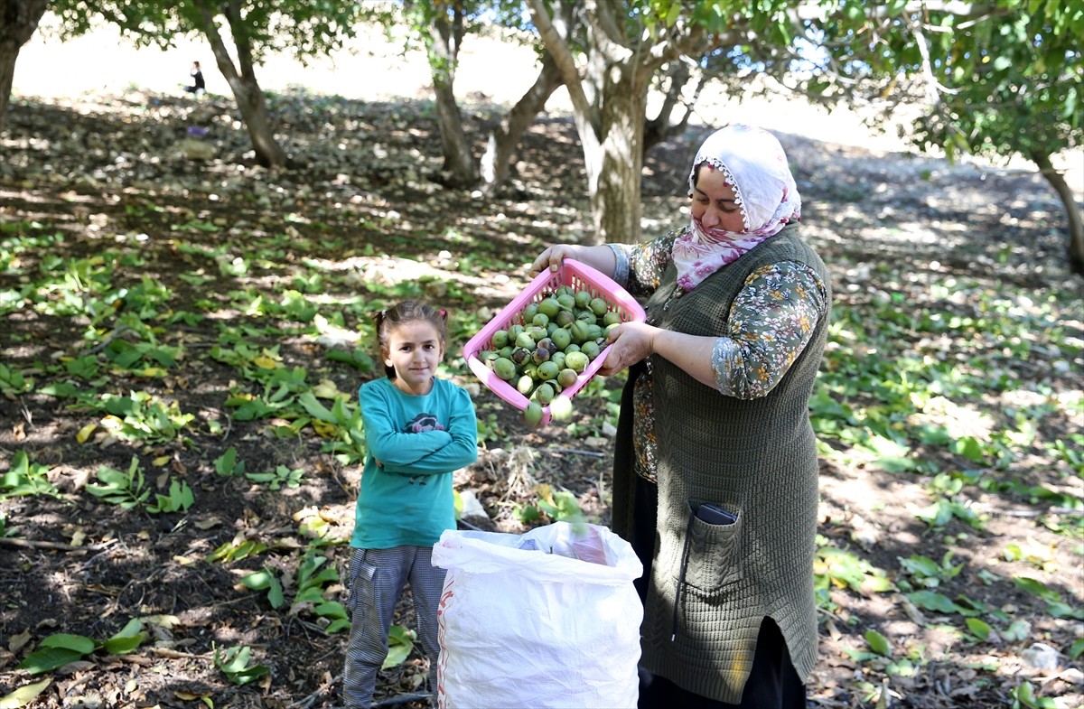 Muş'ta cevizin en çok yetiştirildiği köylerden Yücetepe'de, yaklaşık 5 bin ağaçta hasat başladı....