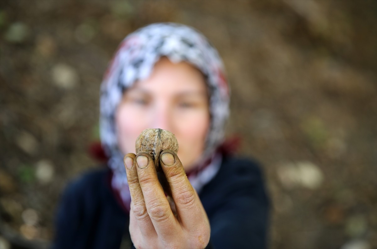 Muş'ta cevizin en çok yetiştirildiği köylerden Yücetepe'de, yaklaşık 5 bin ağaçta hasat başladı....