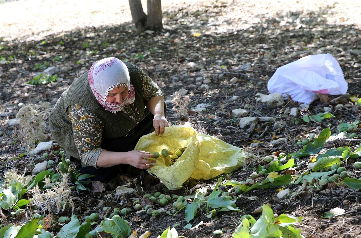 Muş'ta cevizin en çok yetiştirildiği köylerden Yücetepe'de, yaklaşık 5 bin ağaçta hasat başladı....