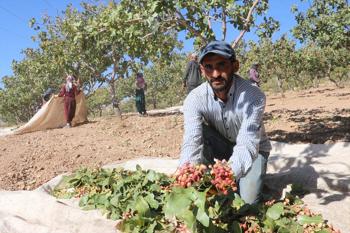 Siirt'in Tillo ilçesinde "Siirt Fıstığı Doğa ve Kültür Festivali" kapsamında fıstık hasadı...