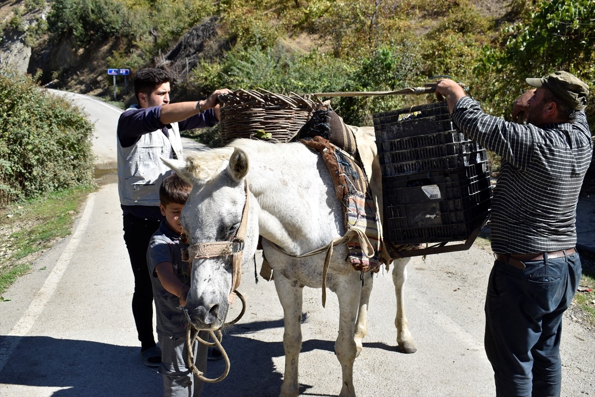 Bitlis'in Hizan ilçesinde köylüler, asırlardır geleneksel yöntemlerle üzüm pekmezi yapmayı...