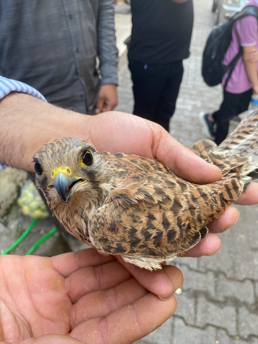 Şırnak'ın İdil ilçesinde bitkin halde bulunan kerkenez, Doğa Koruma ve Milli Parklar (DKMP) Şırnak...