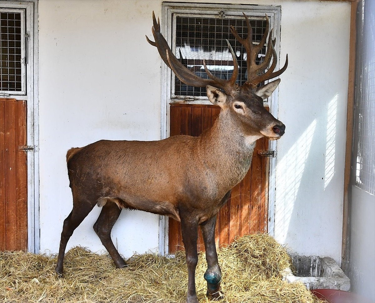 İzmir'in Kemalpaşa ilçesinde fabrika bahçesinde yaralı halde bulunan ve Doğa Koruma ve Milli...